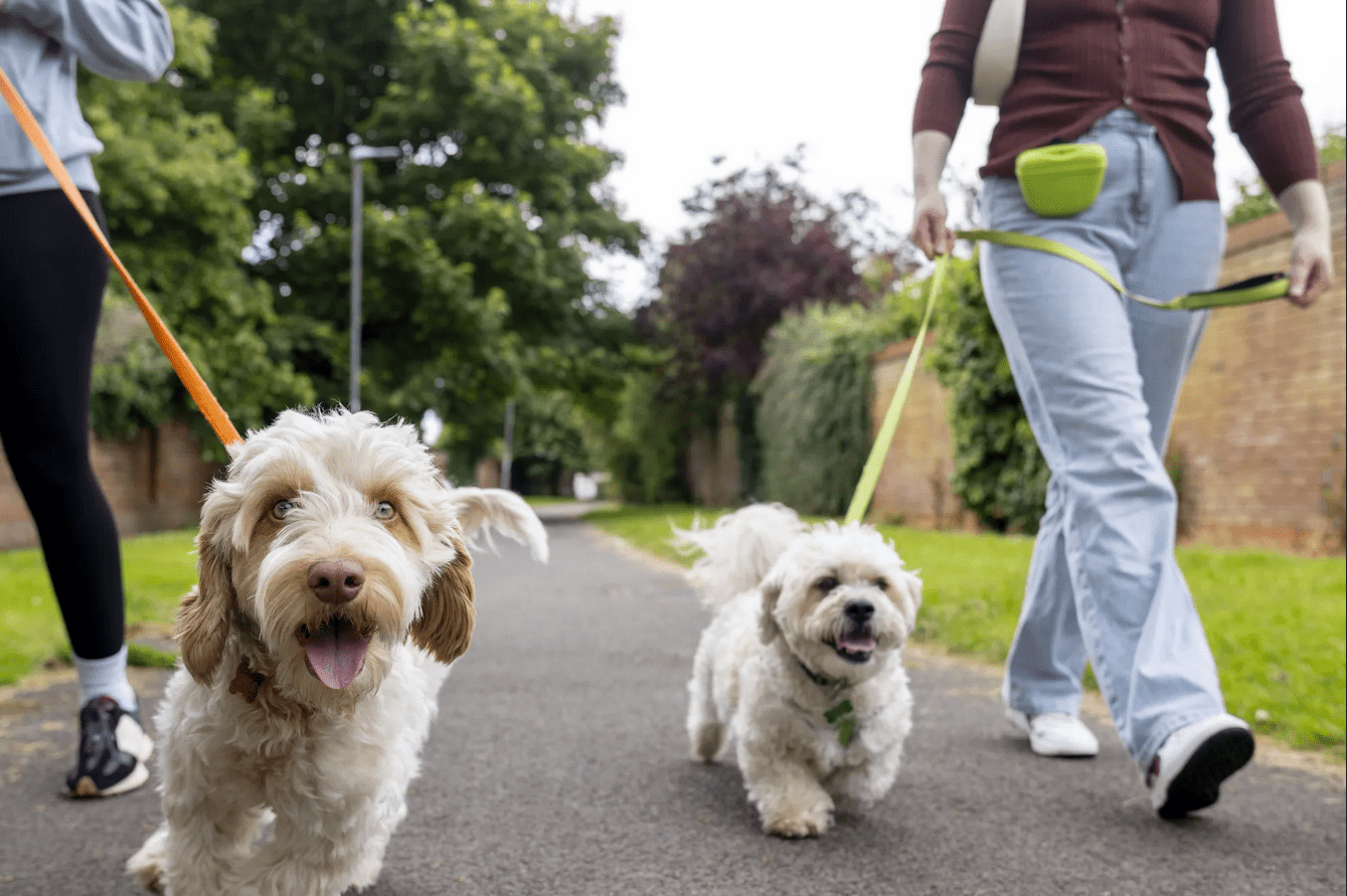 Pennsylvania Beef Sticks with Fish Hooks Found in Easton Raise Serious Warning for Dog Owners